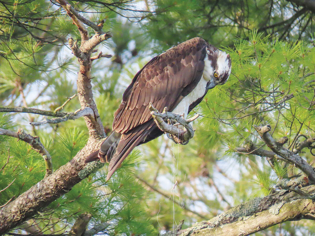Cormorant